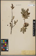 Foto von Salix phylicifolia L.